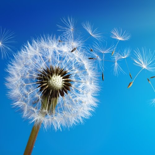 Diente de león desprendiendo sus semillas al viento, una metáfora del proceso de soltar las cargas emocionales y la transformación personal.